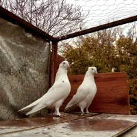 ۵ جفت کفتر عطیقه پرشی