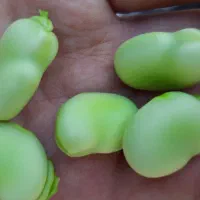 باقلا سبز تازه چین