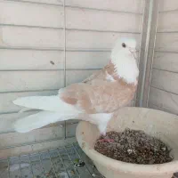 شازده زرد|پرنده|اردکان, |دیوار