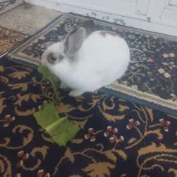 خرگوش|موش و خرگوش|نورآباد, |دیوار