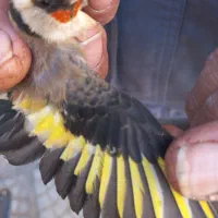 سهره کرمونی وسرسیاه نیم گلی توضیحات بخون|پرنده|شیراز, شهرک استقلال|دیوار