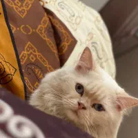 گربه نر پرشین هیمالیا (فروشی)|گربه|تبریز, |دیوار