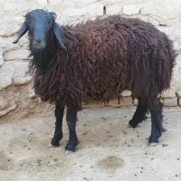 گوسفند زنده|حیوانات مزرعه|ساوه, |دیوار