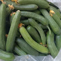 خیار، خیارشوری