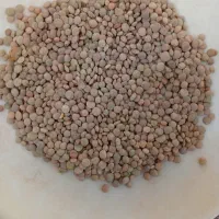 عدس بوجار شده دیم