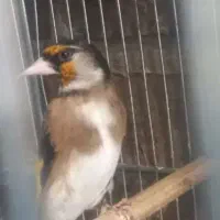 سره سر سیاه لچک پهن خط چشم کامل