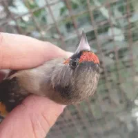 سره روزگاری