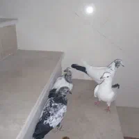 ی جفت عروسک