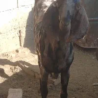 فروش گوسفندنر|حیوانات مزرعه|بمپور, |دیوار