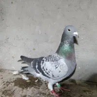 مسافتی نامبروان|پرنده|دزفول, |دیوار