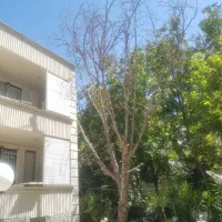 برش نخل درختان باغی و تنه درختان هرس و پاکن|خدمات باغبانی و درختکاری|شیراز, ارم|دیوار