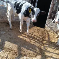 گوساله قطع شیر|حیوانات مزرعه|بوئین زهرا, |دیوار