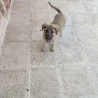 توله واگذاری