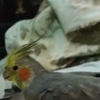 عروس هلندی گمشده