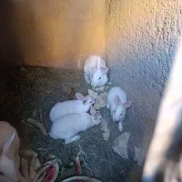 بچه خرگوش سفید