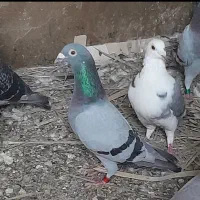 ۷ جفت پلاکی