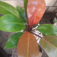 گل فیلودندرون شاهزاده|گل و گیاه طبیعی|پردیس, فاز ۱|دیوار