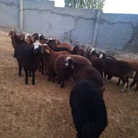 بره ماده هترو و همو|حیوانات مزرعه|شیروان (خراسان), |دیوار
