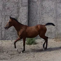 اسب|اسب و تجهیزات اسبسواری|سنندج, |دیوار