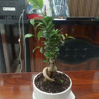 استخدام نیروی کار دفتری، ۲ نفر بازنشسته