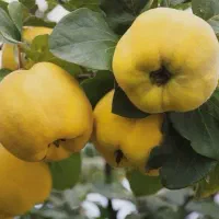 به محلی با کیفیت