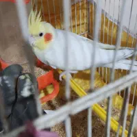 لوتینو نر با ی جفت سیامون