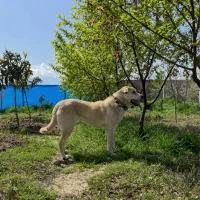 ماده پژدر اصیل|سگ|گرگان, |دیوار