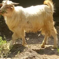 بزغاله