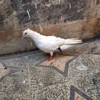 کبوتر|پرنده|اهواز, کوی رمضان|دیوار