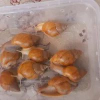 بچه حلزون