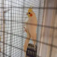 عروس هولندی مرغ عشق