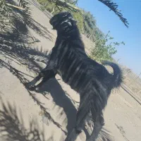 پاچن فروشی دوگرد