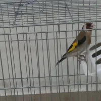 سهره پاییزی نر