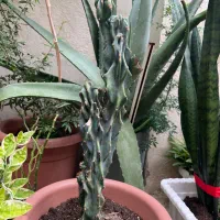 کاکتوس صخره ای|گل و گیاه طبیعی|رشت, لاکان شهر|دیوار