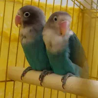 طوطی کوتوله برزیلی آبی کربنی کمیاب