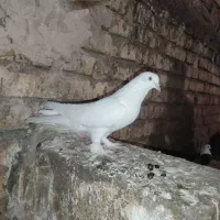 کبوتر سفید|پرنده|فارسان, |دیوار