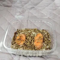 کرم میلورم زنده