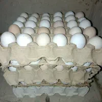 تخم مرغ رسمی،.  تخم بوقلمون،.  تخم غاز