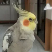 گم شده(محدوده الهیه طالقانی) مژدگانی داده میشه
