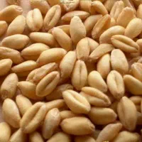 گندم بوجاری شده و کیسه شده