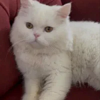 گربه