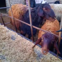 قوچ هترو شیشک|حیوانات مزرعه|نوشین شهر, |دیوار