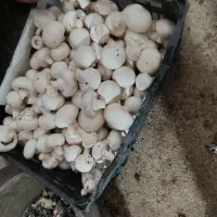 قارچ تازه