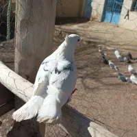 یک عدوکت سرورهماکاکلی درجه یک