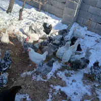 تخم مرغ نطفه دارگلین