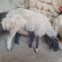 ۱۰عدد گوسفند همه شیره دار آبستن پستان کرده|حیوانات مزرعه|ایلام, |دیوار