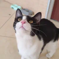 بچه گربه ماده