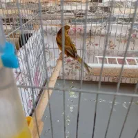 یک عدد قناری نر شتری سرخ به فروش می رسد|پرنده|شیراز, شهرک سعدی|دیوار