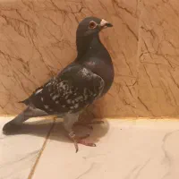 کبوتر کفتر