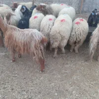 میش بره سفید